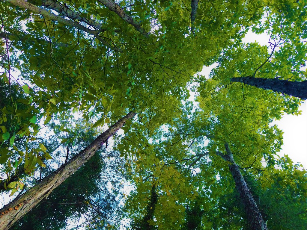 Two Steps “Foreward”